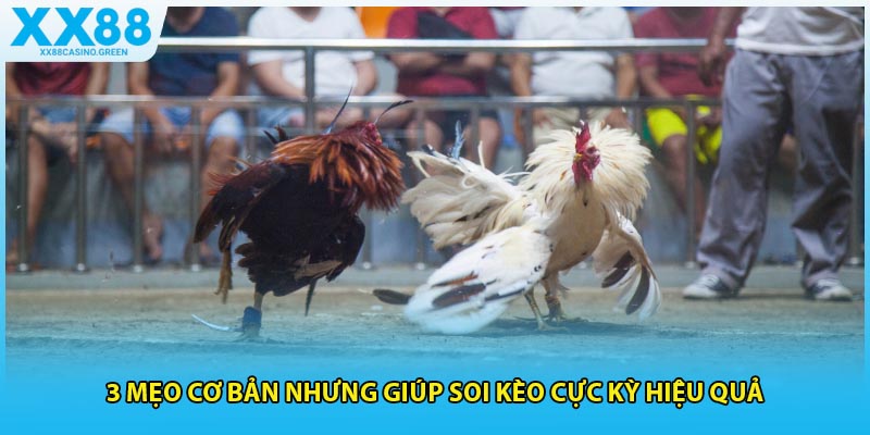 Các điểm hấp dẫn của bộ môn đá gà c1 thomo