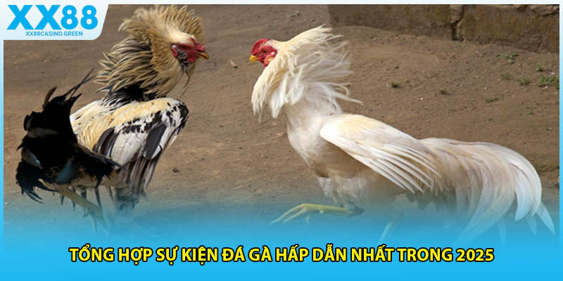 Tổng hợp sự kiện đá gà hấp dẫn nhất trong 2025