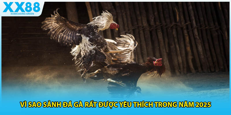 Vì sao sảnh đá gà rất được yêu thích trong năm 2025